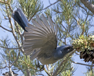Woodhouse's Western Scrub Jay